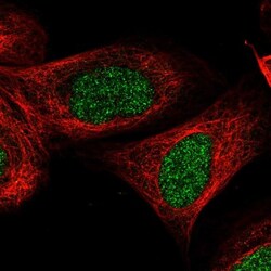 CCDC16 Antibody, Novus Biologicals:Antibodies:Primary Antibodies